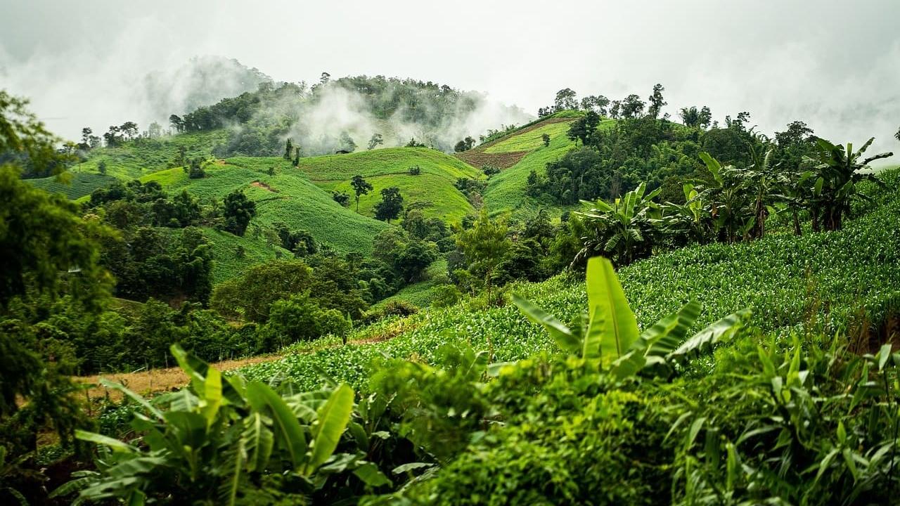 América selva