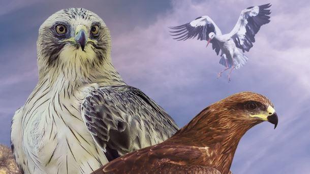 Aves Museo Cienica