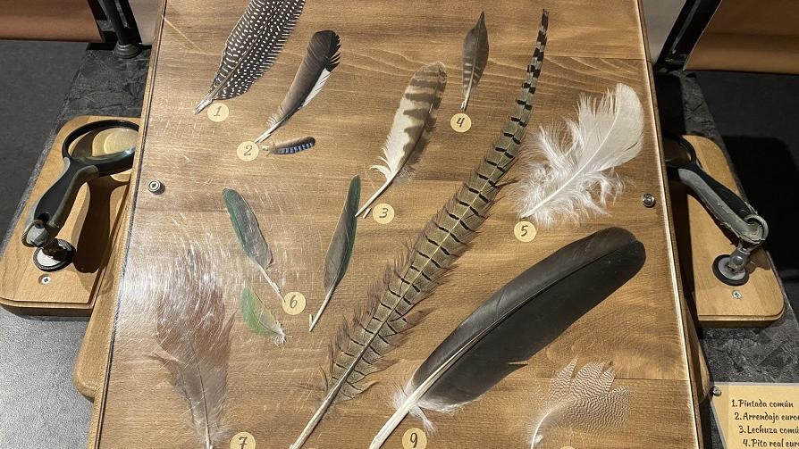 Sabes de aves