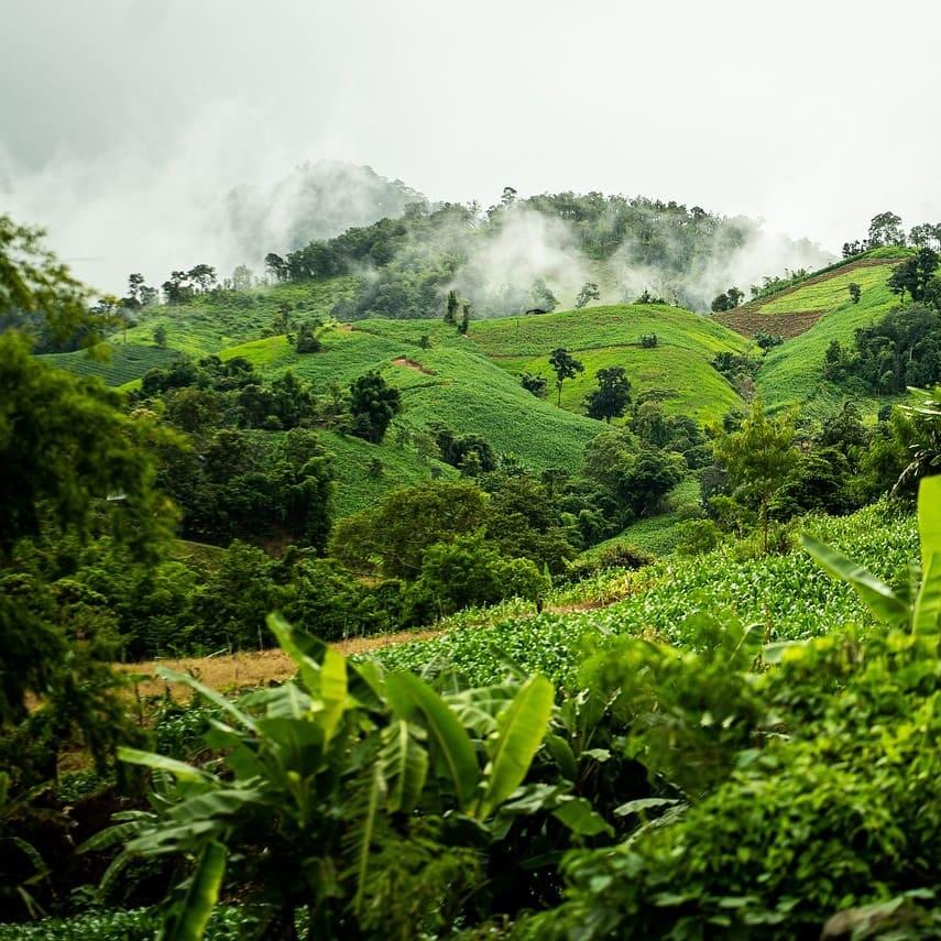 América selva