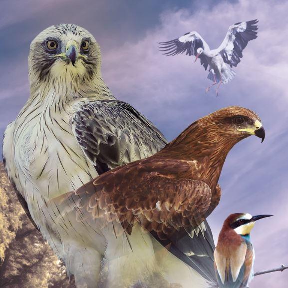 Aves Museo Cienica