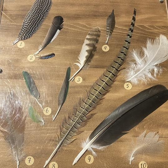 Sabes de aves